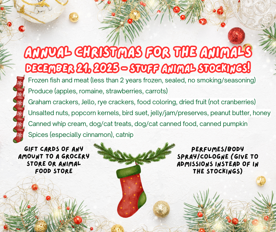 Christmas for the Animals + Zoo Lights — The Alaska Zoo